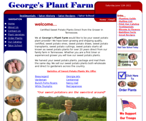 tatorman.com: Sweet Potato Plants - Order Online from Georges Plant Farm
Order Online - For 20 years years, Georges Plant Farm has been providing growers with a quality, certified, sweet potato vine or 