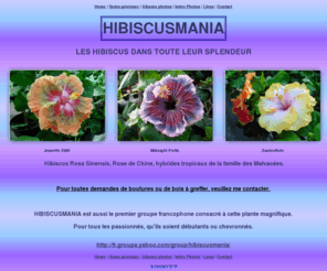 hibiscusmania.com: Hibiscusmania : Les hibiscus dans toute leur splendeur
Les hibiscus dans toute leur splendeur: soins des hibiscus ,albums photos ,adresses . Premier groupe francophone consacré aux hibiscus de la famille des Malvacées 