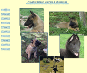 alouettebelgians.com: Alouette Belgian Malinois & Sheepdogs
Belgian Malinois for sale. We are breeders of Belgian Malinois show dogs