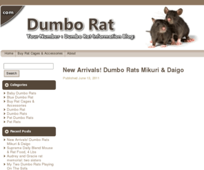 dumborat.com: Dumbo Rat
Dumbo Rats .com is you one stop resource for everything about dumbo rats! From pictures to videos to articles abaout how to care for your dumbo rat. We also list the best equipment for keeping your dumbo rat happy in it home.