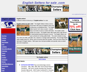 englishsettersforsale.com: english setters for sale, englishsettersforsale, www.englishsettersforsale.com
English setters for sale. A Global network directory of English 
setters for sale. English Setters, show, bench, hunting and field trial Setters