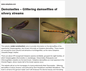 caloptera.com: Demoiselles - Glittering damselflies of silvery streams - www.caloptera.com
Demoiselles  Glittering damselflies of silvery streams