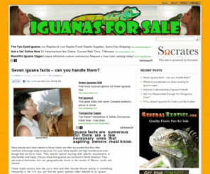 iguanasforsale.net: Iguanas For Sale
Iguanas For Sale