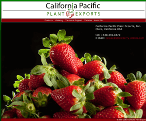strawberry-plants.com: California Pacific Strawberry Plant Exports
Strawberry Plant Exports Assisting Fruit Growers