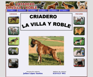 lavillayroble.com: LA VILLA Y ROBLE
CRIADERO CANINO LA VILLA Y ROBLE.