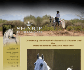 sharifelshaklan.com: Sharif El Shaklan, Combining the blood of *Sanadik El Shaklan and the world-renowned Amurath mare line
Sharif El Shaklan is a son of *Sanadik El Shaklan and out of Amurath Saratoga, by Amurath Baikal. Five lines to Nazeer through Hadban Enzahi, *Ramses Fayek and *Morafic. Great-grandson of breed legends, *Estopa and *Sanacht. 