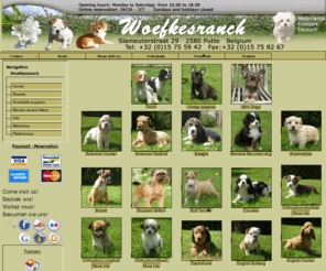 dog.be: Dog Breeds
Dog Breeder Woefkesranch. Breeding American Cockers, American Staffords, Bassets, Beagles, ... Take a look at our website.