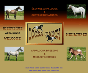 loosa-ranch.com: Appaloosa and Miniature horse breeder.Loosa-Ranch, élevage de chevaux Appaloosa et Miniature.
Loosa-Ranch, breeders of top quality Appaloosa (ApHC) and Miniature (AMHA et AMHR) horses. 
Le Loosa-Ranch se spécialise dans l'élevage de chevaux de race Appaloosa (ApHC) et Miniature (AMHA et AMHR).