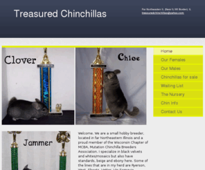 treasuredchinchillas.com: Treasured Chinchillas -  
I’m a small breeder of chinchillas in Northeastern Illinois & a member of the WI Chapter of MCBA. We have Chinchillas for sale in Illinois.I have black velvets, pink whites, standard and mosaics. I focus on show & breeding quality. At times have pet qualit