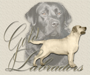 goldlabradors.com.mx: GOLD LABRADOR´S .... Labrador Retriever

