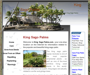 kingsagopalms.com: King Sago Palms - Home
Free information about King Sago Palms (cyacas revoluta), including information about growing, caring for, repotting and replanting king sago palms.