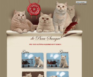 depurasangre.cz: de Pura Sangre*CZ
chovatelská stanice britských koček de Pura Sangre, chováme čistokrevné britské kočky