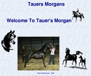 tauersmorgans.com: Tauers Morgans
Breeders of Morgan Horses