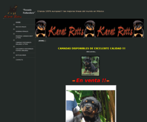 karatrotts.com: "Rosado Rottweilers" - (HOME)
Karat Rotts es un criadero especializado en la crianza del rottweiler d emanera responsable y solo con las mejores lineas 100% europeas