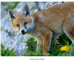 noelbrion.com: Noel Brion - Photographe animalier et de nature
Vous découvrirez à travers mes images, mon amour pour la nature et tout les moments d'émotions qu'elle m'a permis d'immortaliser. Je vous souhaite une très bonne visite. Noël Brion photographe animalier et de nature.