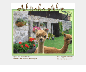 alpakaalm.com: Alpaka Alm
alpaka alm, lama pacos, kamel, paco, haustier, begleittier, huacaya, huakaya, suri