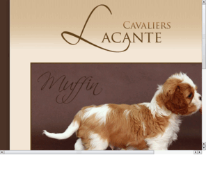 lacante.pl: Lacante Cavaliers - hodowla psów rasy Cavalier King Charles Spaniel
Strona hodowli Cavalier King Charles Spanieli