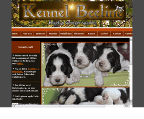 kennelbeeline.com: Kennel Beeline engelsk springer spaniels
Vi r en kennel i Skne som ftt upp Engelsk Springer Spaniels sedan 1978. Vlkomna till oss!