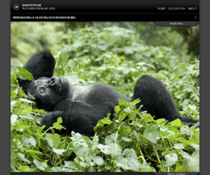 dahlfoto.se: DahlFoto.se // Bergsgorilla vilar sej och spanar in mej
DahlFoto.se-PhotoBlog: Bergsgorilla vilar sej och spanar in mej, 