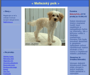 maltezskypsik.cz: Maltezský psík na MaltezskyPsik.cz
