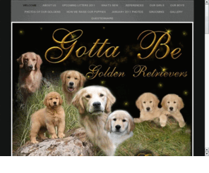 gottabegoldens.com: Gotta Be Goldens - Golden Retrievers
