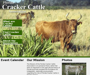 Florida Cracker Cow