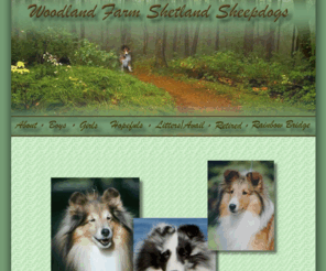 woodlandfarmshelties.com: Woodland Farm Shelties
Woodland Farm Shetland Sheepdog, Colleen Golding, Maine