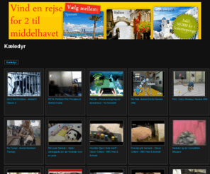 xn--kledyr-pua.net: Kæledyr - Hunde; katte; fugle; fisk og meget andet!
