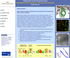 karin-busch.org: Independent Junior Research Group Karin Busch
Spatio-temporal assembly of respiratory chain complexes RCCs in mitochondrial fusion and fission dynamics