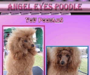 angel-eyes-poodle.com: ALLEVAMENTO BARBONCINI
video barboncini cuccioli e presentazione del sito