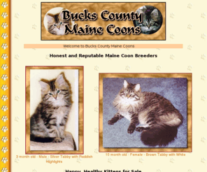 bucks-county.com: Bucks County Maine Coon Cats | Kittens for Sale |