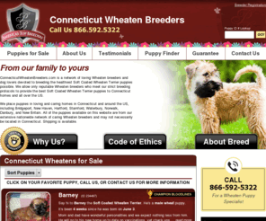 connecticutwheatenbreeders.com: Connecticut Wheaten Breeders.com
Connecticut Wheaten Breeders.com is a collection of respected Wheaten breeders and dog lovers devoted to producing the healthiest Soft Coated Wheaten Terrier puppies possible.