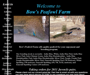 bowspeafowlfarm.com: Bow's Peafowl Farm
Bows Peafowl Farm. selling Quality peafowl for your enjoyment and breeding Peafowl. Peafowl eggs, peachicks, and Juvenile peafowl. India Blue, Java Green, Indo-chinese Green, and their mutations. 