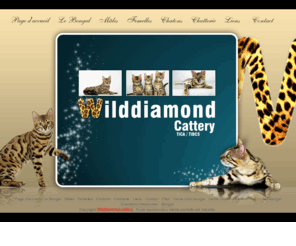 wilddiamondbengals.com: Vente de chats bengals : Eleveur de chats - Wilddiamondbengals
Vente de chats bengals : La chatteire Wilddiamondbengals, éleveur de chats propose la vente de chats Bengals mâles, femelles et châtons.