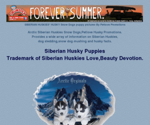 siberian-husky-puppies.net: SIBERIAN HUSKIES* HUSKY Arctic Snow Dogs Husky puppies  Petlove Promotions
Siberian Husky puppies are available to qualified pet homes on occasion.