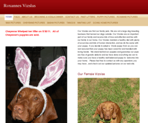 roxannesvizslas.com: Roxannes Vizslas - Home
Welcome to Roxannes Vizslas! We are  located in central North Carolina .We are proud Vizsla owners and Vizsla breeders. Our Vizslas are Akc registered and are great pets. Please feel free to contact us about futere litters and available puppies.  