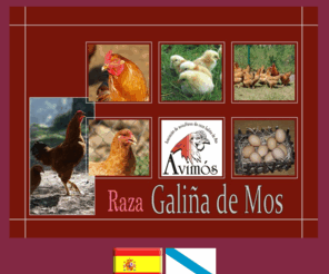 avimos.org: RAZA GALIA DE MOS
Web de la raza autctona de gallinas Galia de Mos 