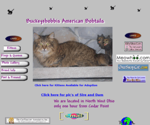 buckeyebobbis.com: index.html
kittens,cats, american bobtail,ohio,bobcat,show,breeder,pixie bob