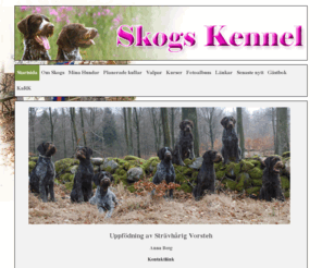 skogskennel.com: Skogskennel
Skogskennel, strävhårig vorsteh