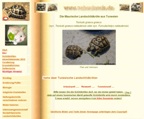 nabeulensis.de: Tunesische Landschildkröte, Testudo graeca nabeulensis, Testudo graeca graeca, Ernährung, Haltung, Pflege und Krankheiten
Ernährung, Haltung, Pflege und Krankheiten der Tunesischen Landschildkröte, Testudo graeca nabeulensis, in Deutschland.