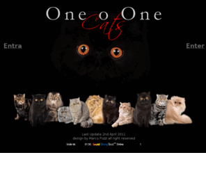 one-o-onecats.com: One o One Cats
Allevamento di gatti persiani. L'allevamento si compone di Riproduttori 
e Fattrici sia di razza Persiano che di Exotic Shortair di altissima genealogia nei colori 
solidi, diluiti, calico, smoke, tabby e silver tabby, cameo.