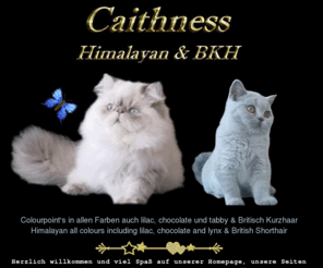 Caithness De Caithness Cattery Breeder Of Persian Himalayan Cats