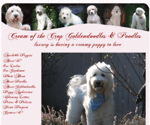 Cream of the crop hot sale goldendoodles