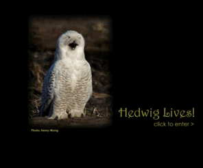 hedwiglives.org: Hedwig Lives!
Hedwig's accounting of her survival and subsequent life changes following the events of the Night of the Seven Potters.