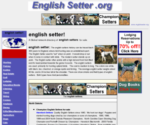 englishsetter.org: english setter, englishsetter, www.englishsetter.org
English setter. A Global network directory of 
English setters for sale and related products and services.