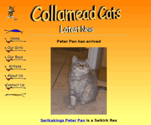 collamead.com: The Home of Collamead Cats
