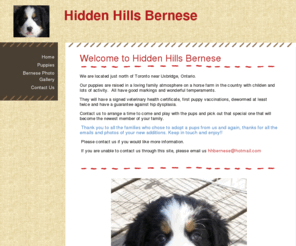 Hidden hills cheap bernese