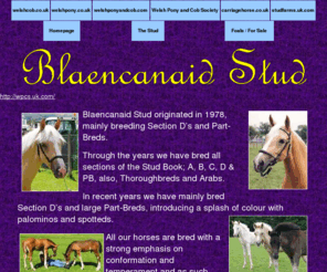 blaencanaid.com: Blaencanaid Stud. Quality Welsh Section D’s and large Part-Breds.
Welsh ponies and Cobs bred for type, temperament and movement with the ability and conformation to perform and excel in all disciplines.