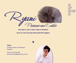 ryanicats.com: Ryani Persian cats
Breeding chocolate and lilac Persians in solid, himalayan, smoke & tabby