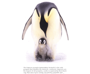 emperor-penguins.com: The Emperor Penguin : Aptenodytes forsteriis
All about the emperor penguin